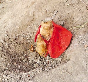 ��¶�����������ÿ���ǧ������(�D)