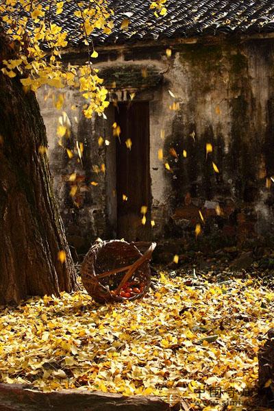 大覺寺“2010西山銀杏節(jié)” 大覺寺“2010西山銀杏節(jié)”