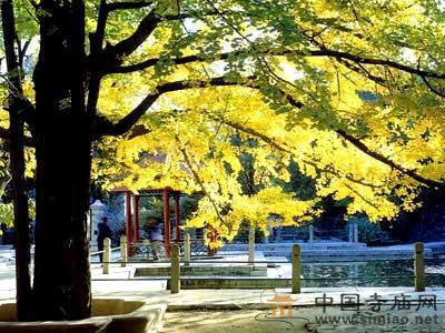 大覺寺“2010西山銀杏節(jié)” 大覺寺“2010西山銀杏節(jié)”