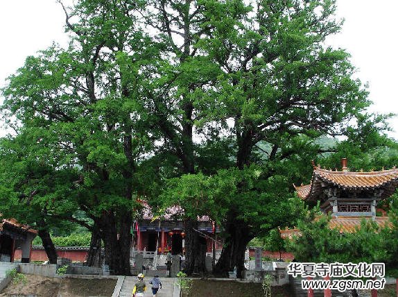 ������ɽ������(d��o)���~