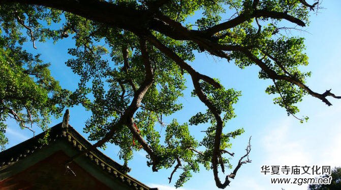 ������ɽ������(d��o)���~