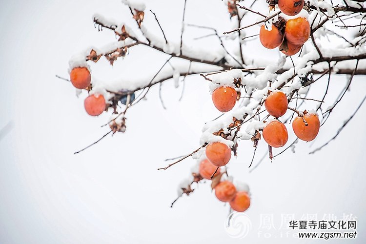 �������D��ѩ��Ĳ�ɽ���X�¸����f��(y��n)