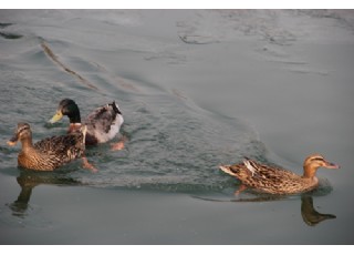 �����S��늄�(d��ng)�����ʲ�x��Ұ���u