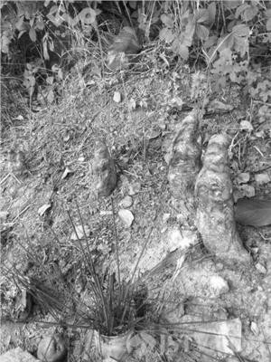 �Ͼ������L��������Ʒ�����Ľ��������^���D��