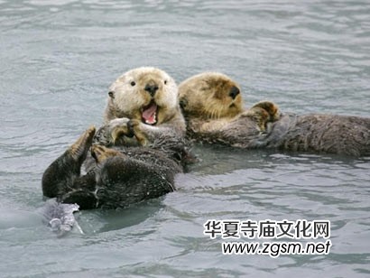 素食護生:海獺剝皮后忍痛為孩子喂奶 感化獵人出家為僧 素食護生:海獺剝皮后忍痛為孩子喂奶 感化獵人出家為僧
