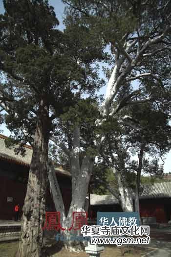 �����������(zh��n)��֮�����ڮ�(hu��)���ܿ�����؂�����ϵ�ë��(x��)Ѫ��