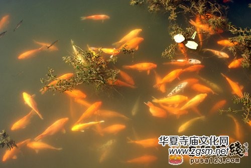 �����S÷���