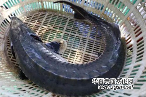 寧波漁民意外捕獲中華鱘 將其放生 寧波漁民意外捕獲中華鱘 將其放生