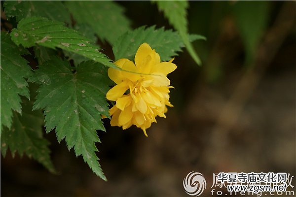 �޶U���_���һ����������Ҫ��(j��ng)�v������һ����