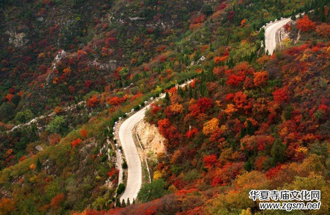 河南林州:秋染柏尖 共賞紅葉 河南林州:秋染柏尖 共賞紅葉