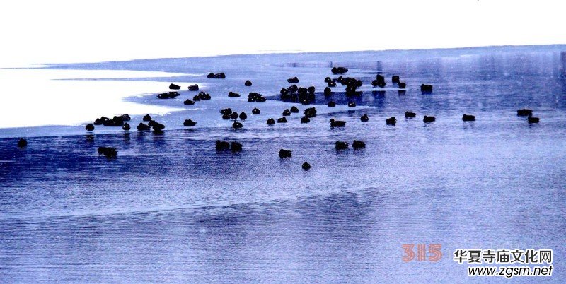 笑琰攝影:春雪野鴨圖 笑琰攝影:春雪野鴨圖