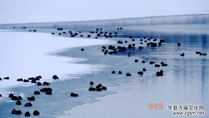 笑琰攝影:春雪野鴨圖 笑琰攝影:春雪野鴨圖