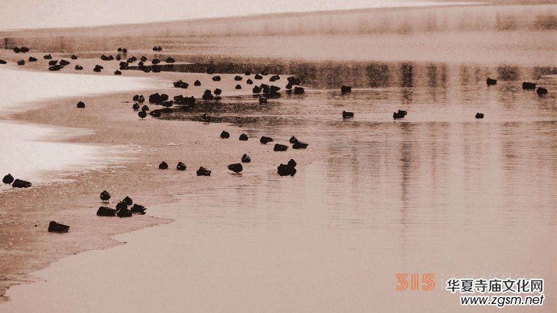 笑琰攝影:春雪野鴨圖 笑琰攝影:春雪野鴨圖