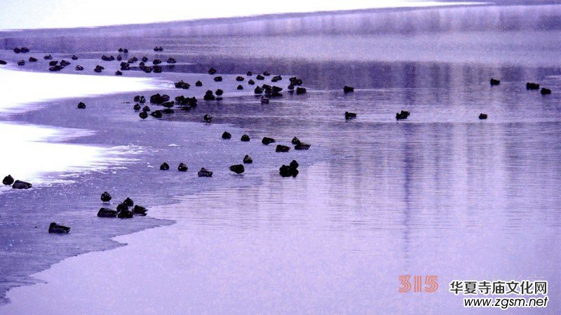 笑琰攝影:春雪野鴨圖 笑琰攝影:春雪野鴨圖