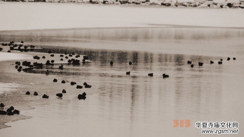 笑琰攝影:春雪野鴨圖 笑琰攝影:春雪野鴨圖