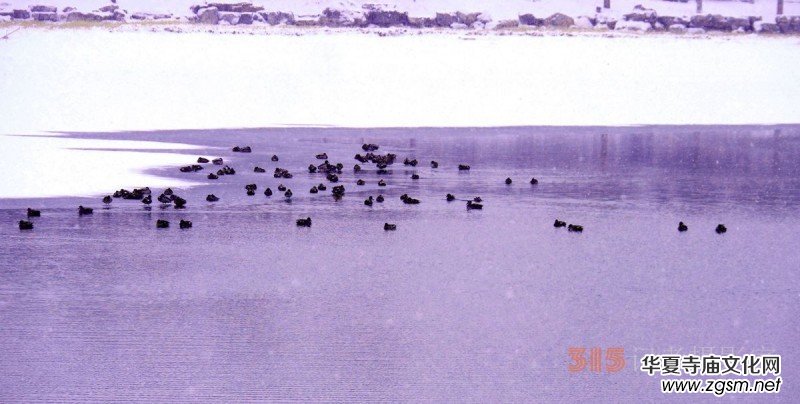 笑琰攝影:春雪野鴨圖 笑琰攝影:春雪野鴨圖