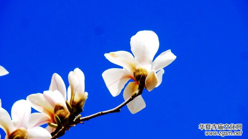 春花燦爛:笑琰攝 春花燦爛:笑琰攝