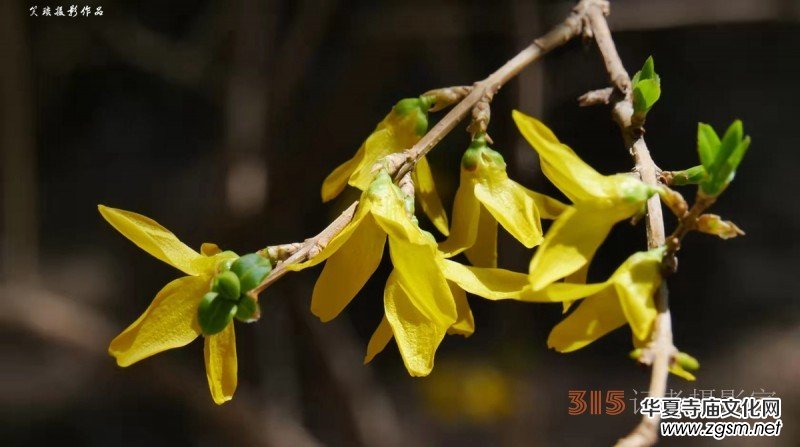 春花燦爛:笑琰攝 春花燦爛:笑琰攝