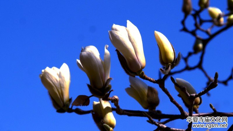 春花燦爛:笑琰攝 春花燦爛:笑琰攝