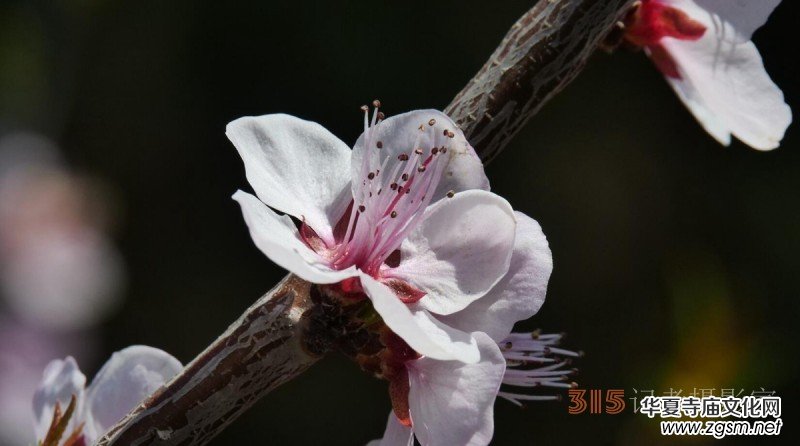 春花燦爛:笑琰攝 春花燦爛:笑琰攝