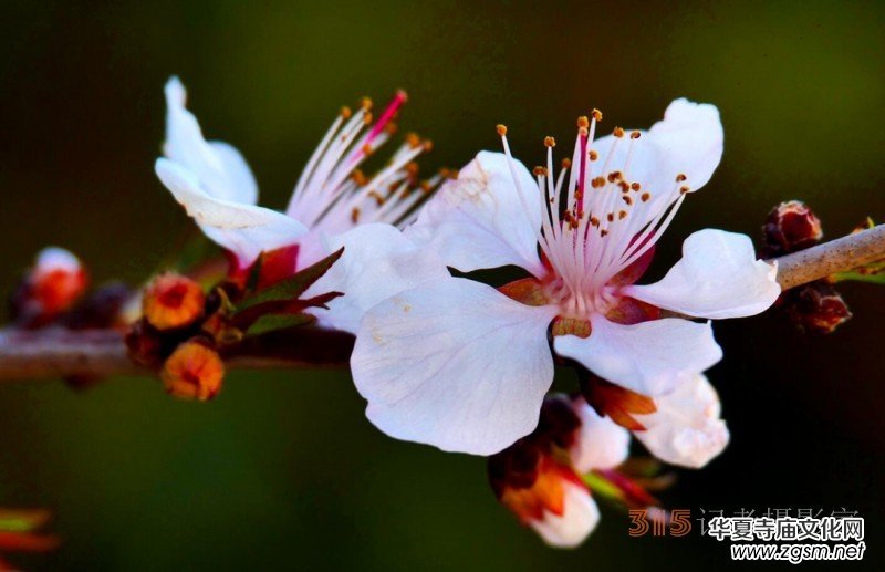 春花燦爛:笑琰攝 春花燦爛:笑琰攝