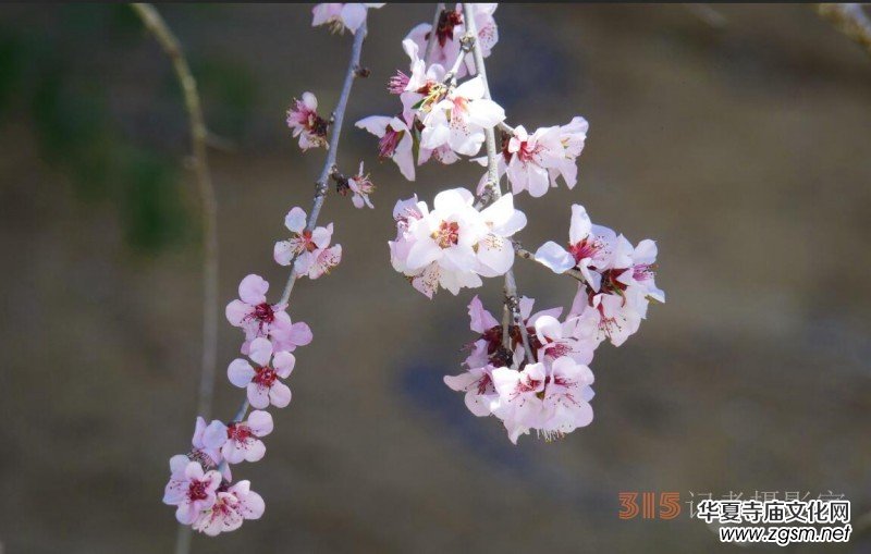 春花燦爛:笑琰攝 春花燦爛:笑琰攝