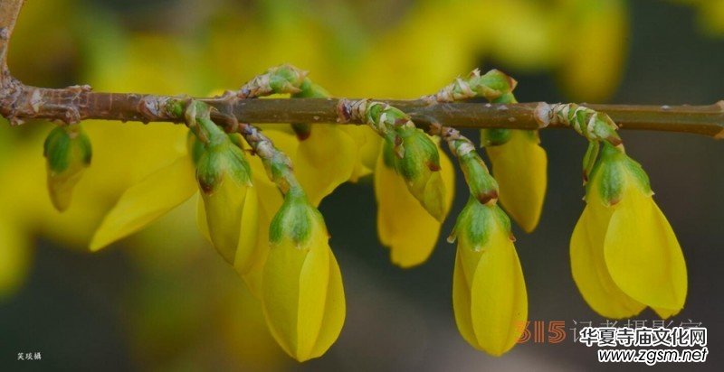 春花燦爛:笑琰攝 春花燦爛:笑琰攝