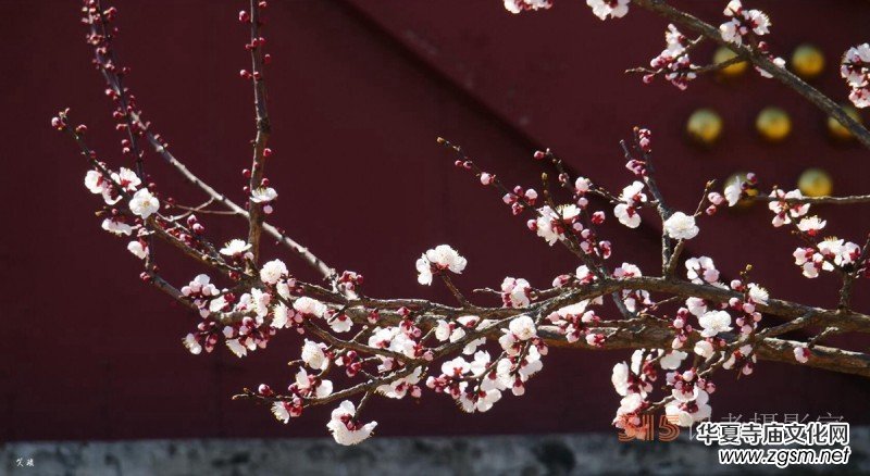 春花燦爛:笑琰攝 春花燦爛:笑琰攝