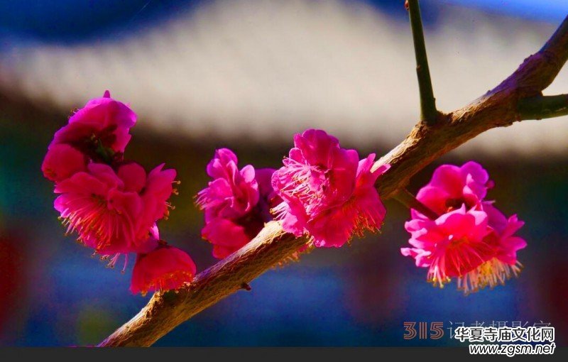 春花燦爛:笑琰攝 春花燦爛:笑琰攝