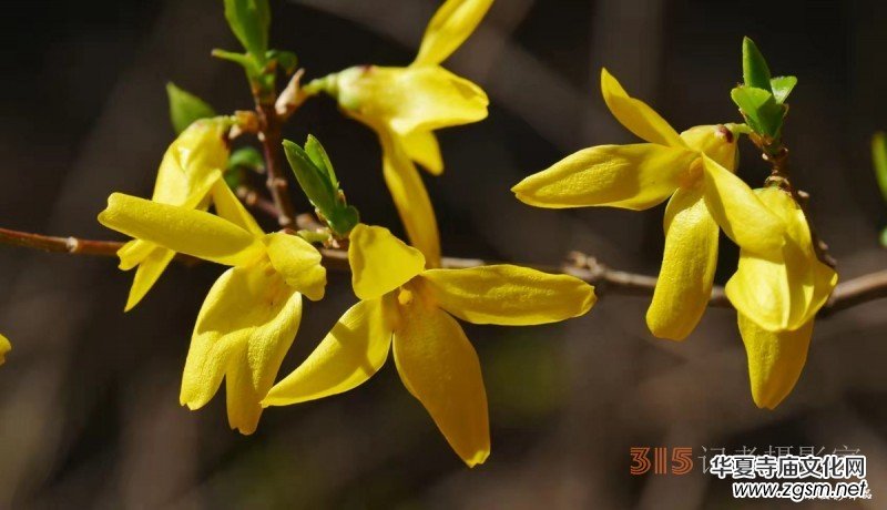 春花燦爛:笑琰攝 春花燦爛:笑琰攝