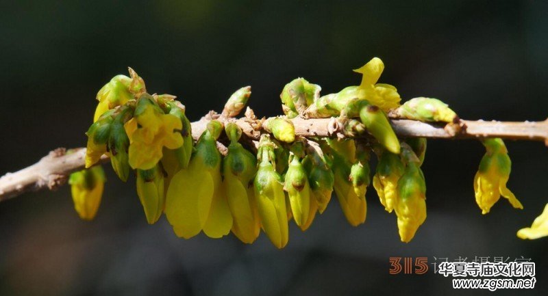 春花燦爛:笑琰攝 春花燦爛:笑琰攝