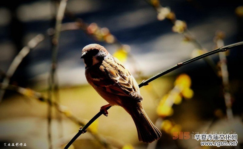 春花燦爛:笑琰攝 春花燦爛:笑琰攝