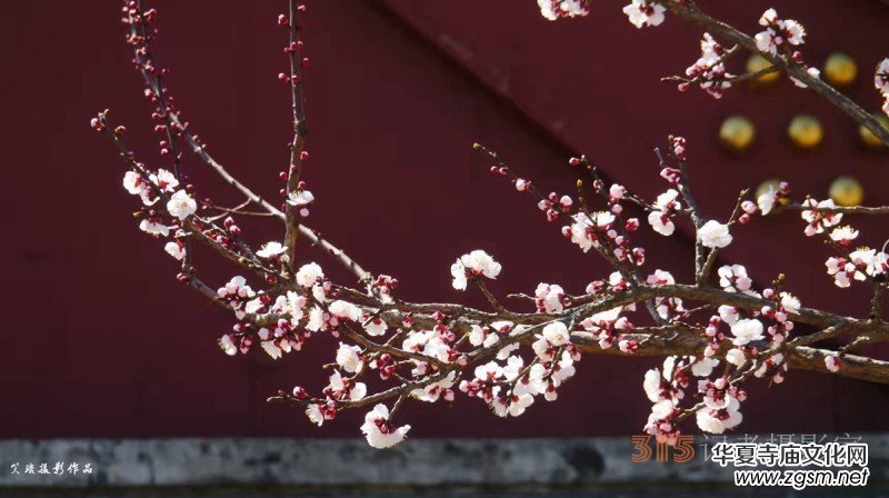 春花燦爛:笑琰攝 春花燦爛:笑琰攝