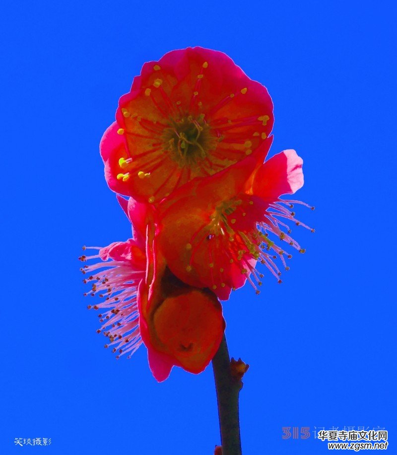 春花燦爛:笑琰攝 春花燦爛:笑琰攝