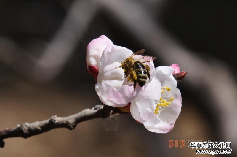 春花燦爛:笑琰攝 春花燦爛:笑琰攝