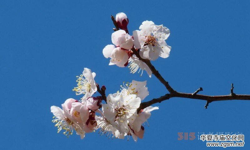 春花燦爛:笑琰攝 春花燦爛:笑琰攝