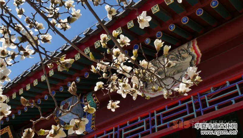 春花燦爛:笑琰攝 春花燦爛:笑琰攝