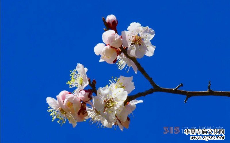 春花燦爛:笑琰攝 春花燦爛:笑琰攝