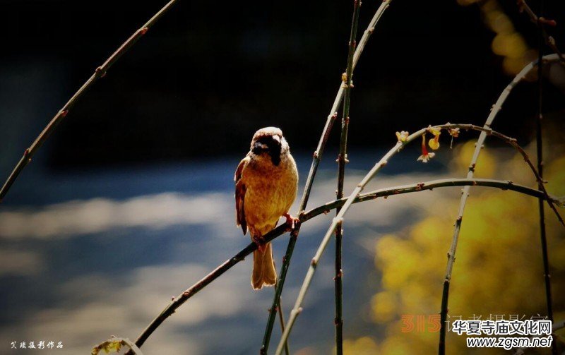 春花燦爛:笑琰攝 春花燦爛:笑琰攝