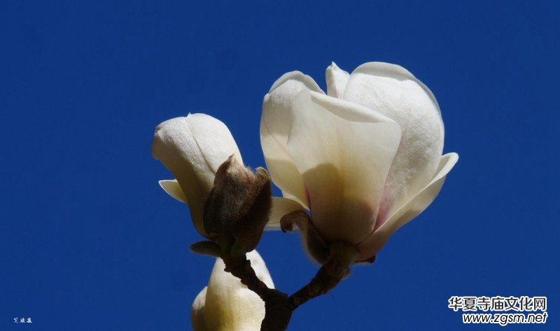 春花燦爛:笑琰攝 春花燦爛:笑琰攝