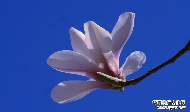 春花燦爛:笑琰攝 春花燦爛:笑琰攝