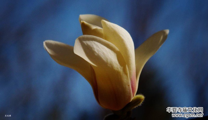 春花燦爛:笑琰攝 春花燦爛:笑琰攝