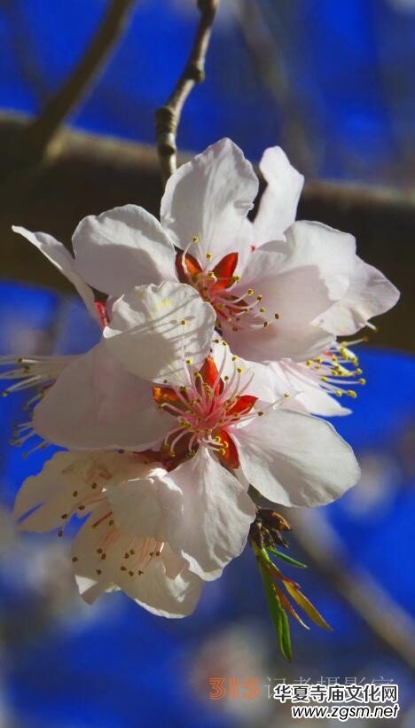 春花燦爛:笑琰攝 春花燦爛:笑琰攝