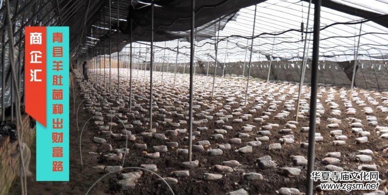 商企匯:河北青縣羊肚菌種出財富路 商企匯:河北青縣羊肚菌種出財富路