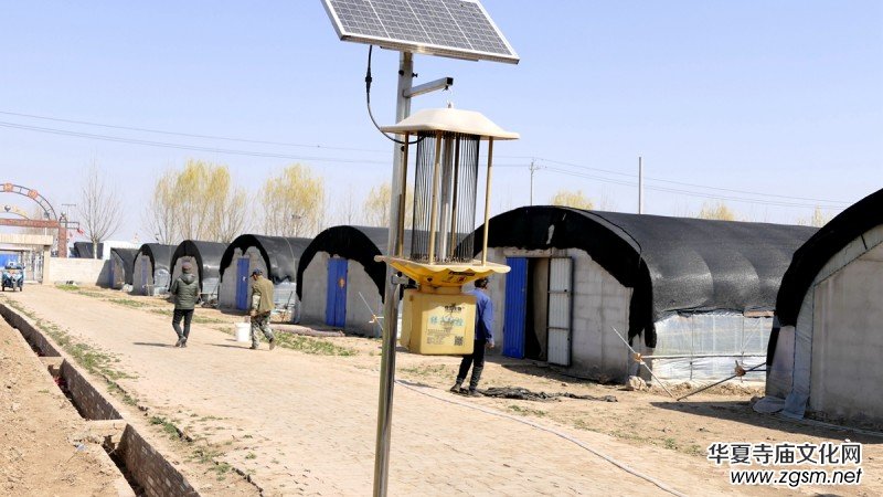 商企匯:河北青縣羊肚菌種出財富路 商企匯:河北青縣羊肚菌種出財富路