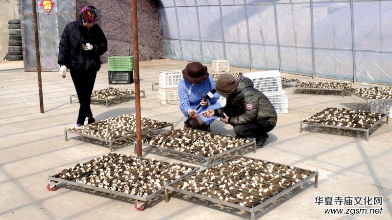 商企匯:河北青縣羊肚菌種出財富路 商企匯:河北青縣羊肚菌種出財富路