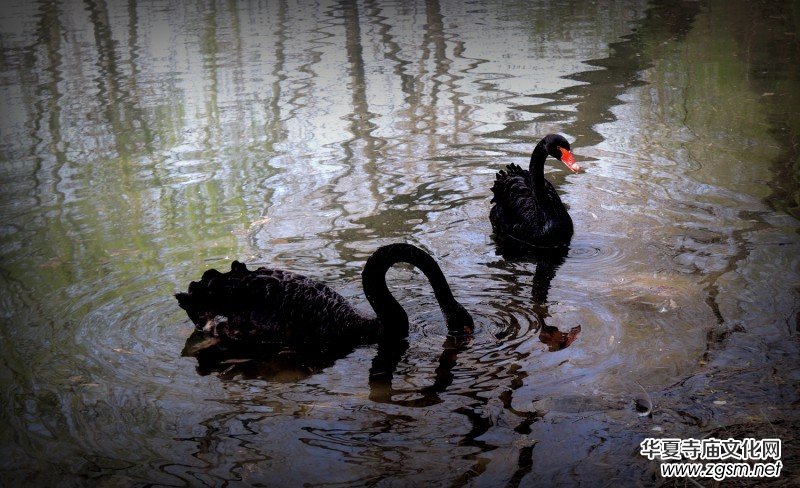 315記者攝影家王帥偉攝影作品:黑天鵝 315記者攝影家王帥偉攝影作品:黑天鵝