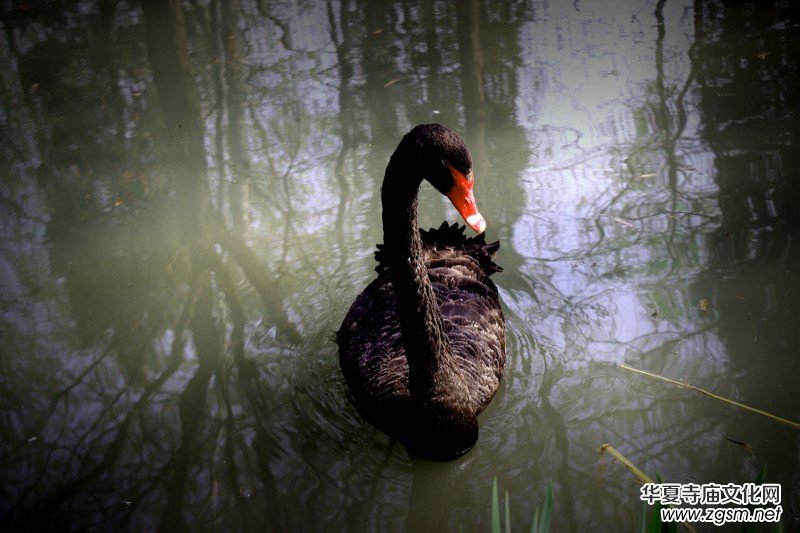 315記者攝影家王帥偉攝影作品:黑天鵝 315記者攝影家王帥偉攝影作品:黑天鵝