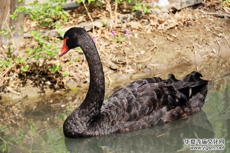 315記者攝影家王帥偉攝影作品:黑天鵝 315記者攝影家王帥偉攝影作品:黑天鵝