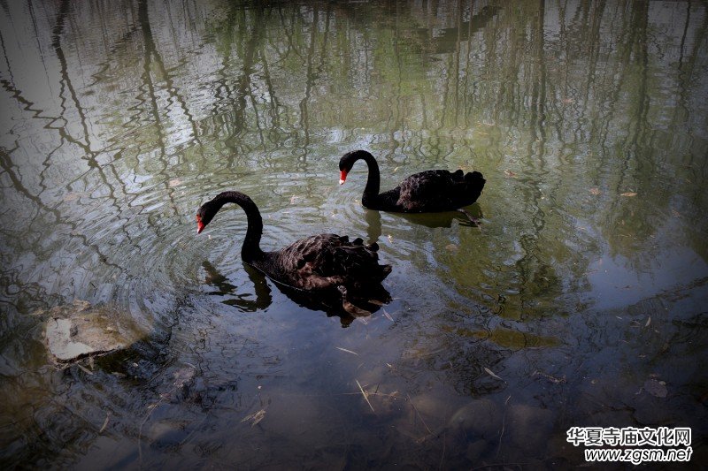 315記者攝影家王帥偉攝影作品:黑天鵝 315記者攝影家王帥偉攝影作品:黑天鵝